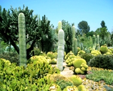 砂漠植物園